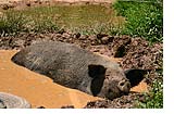 Pasture Raised Hog