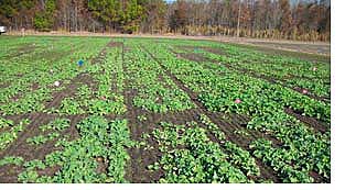 NC Organic Grain
