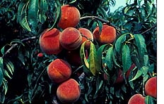 Georgia Peaches