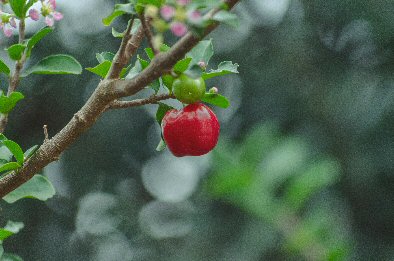 Putting the Farm Bill to Work for North Carolina Apple Growers