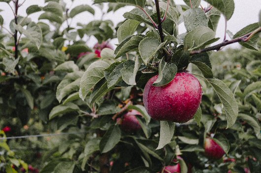 Oregon Apple Orchard
