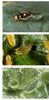 California Lettuce and Celery Pests