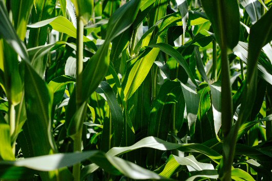 Corn field