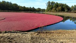 cranberry bog