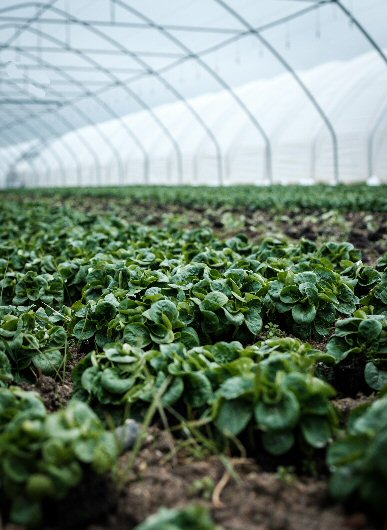 Greenhouse Lettuce