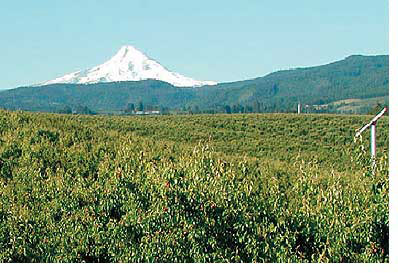 Orchards beneath Mount Hood