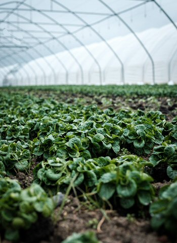 Nursery crops