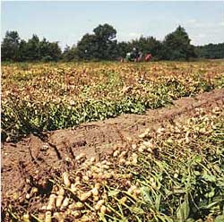 Peanut Farm