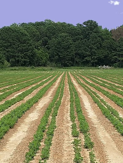 Peanut Field