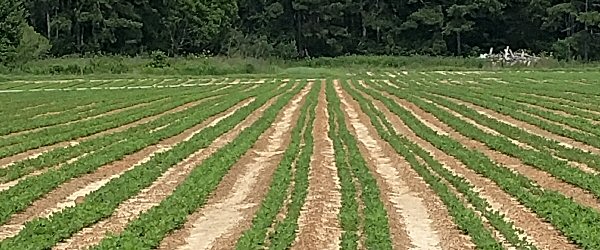 Peanut Field