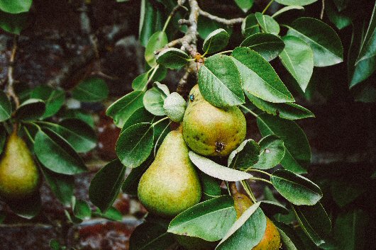 Pear Orchard