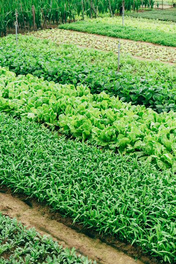 rows of produce