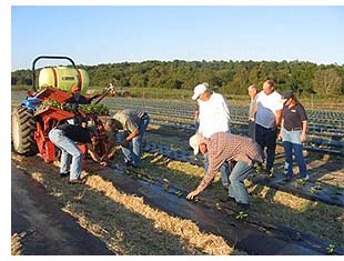 Strawberry Growers