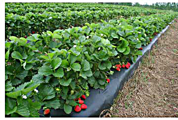 strawberries