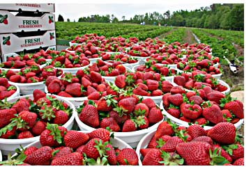 strawberries