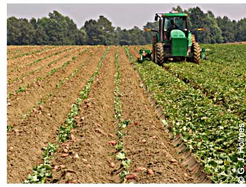 Sweetpotato Harvest